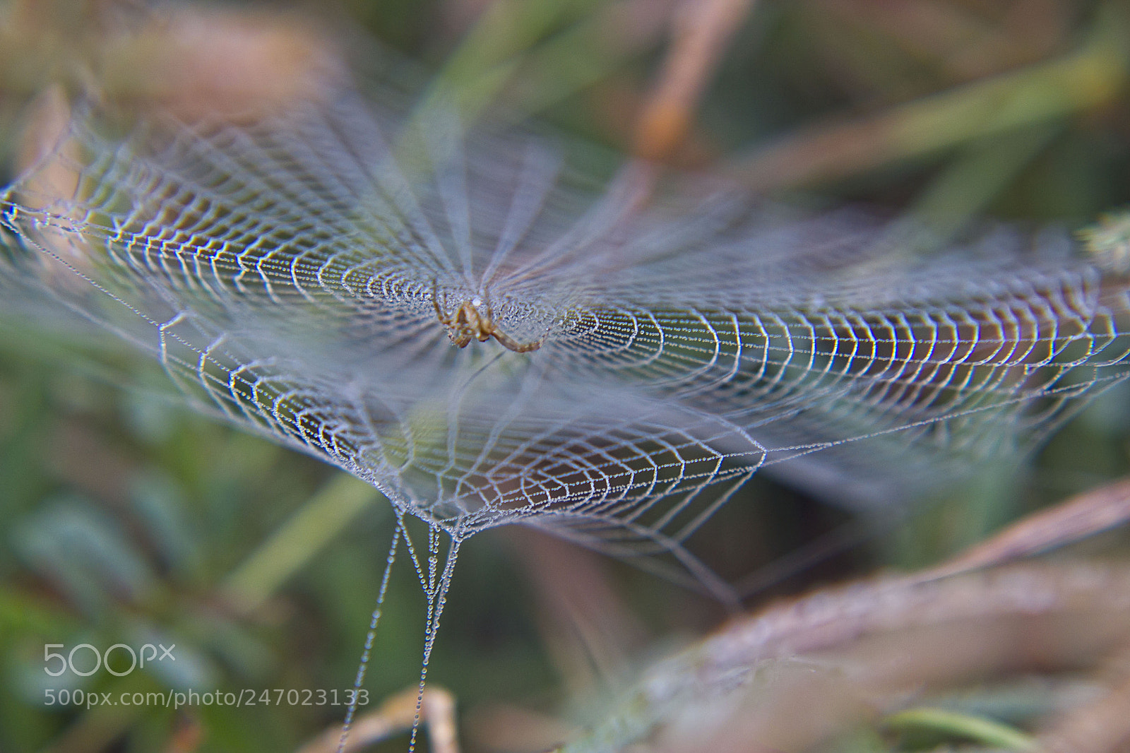 Canon EOS 1100D (EOS Rebel T3 / EOS Kiss X50) sample photo. Foggy morning a spider photography