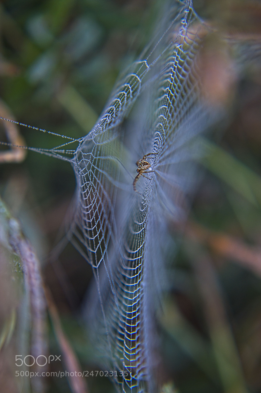 Canon EOS 1100D (EOS Rebel T3 / EOS Kiss X50) sample photo. One foggy morning spider photography