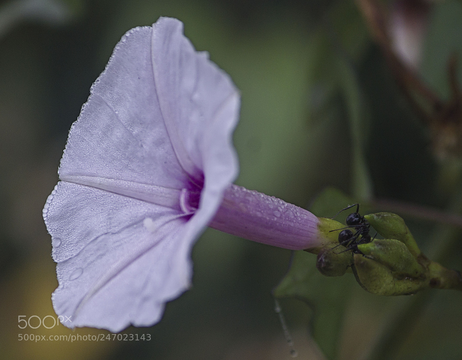 Canon EOS 1100D (EOS Rebel T3 / EOS Kiss X50) sample photo. Violet wild flower with photography