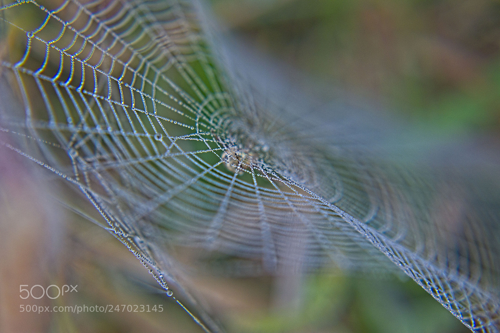 Canon EOS 1100D (EOS Rebel T3 / EOS Kiss X50) sample photo. Foggy morning a spider photography