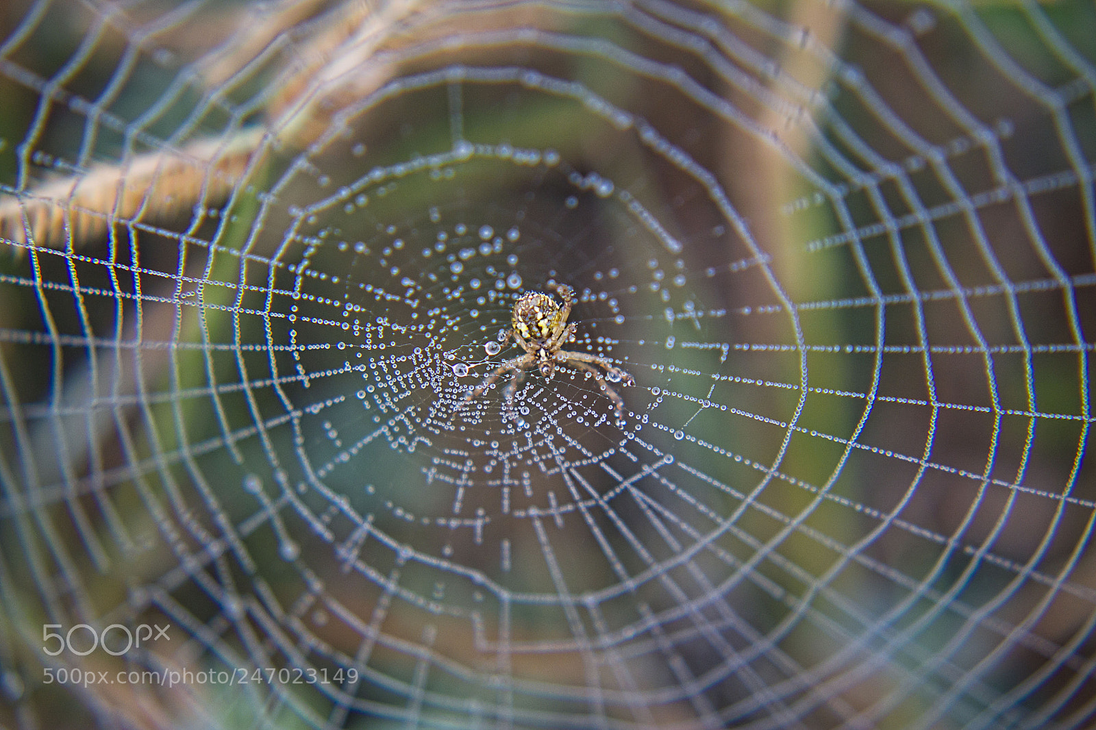 Canon EOS 1100D (EOS Rebel T3 / EOS Kiss X50) sample photo. Foggy morning spider web photography