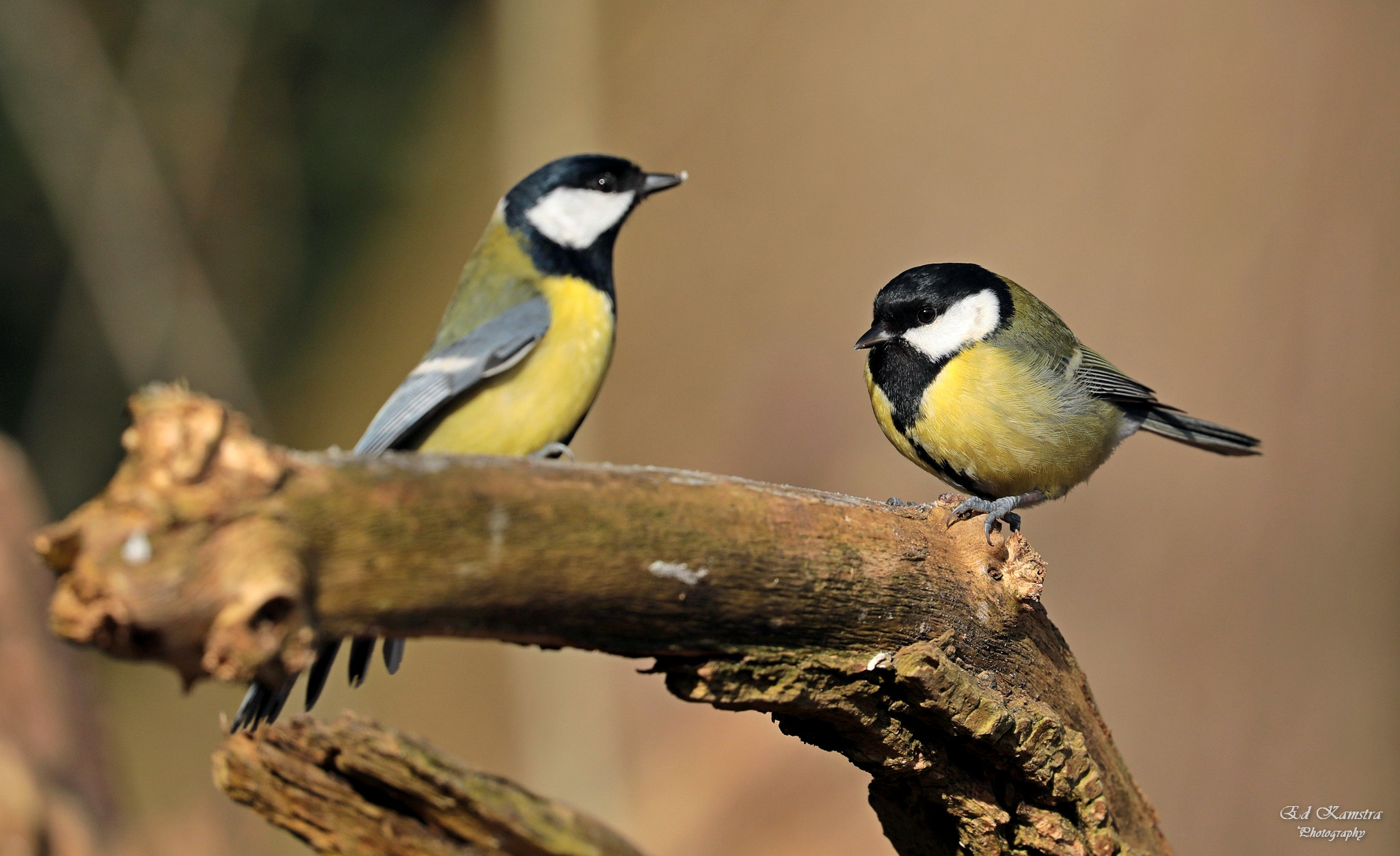Canon EOS 5D Mark IV + Canon EF 100-400mm F4.5-5.6L IS II USM sample photo. Great tit photography