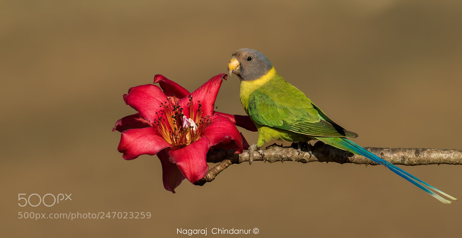 Nikon D5 sample photo. Slaty- headed  parakeet photography