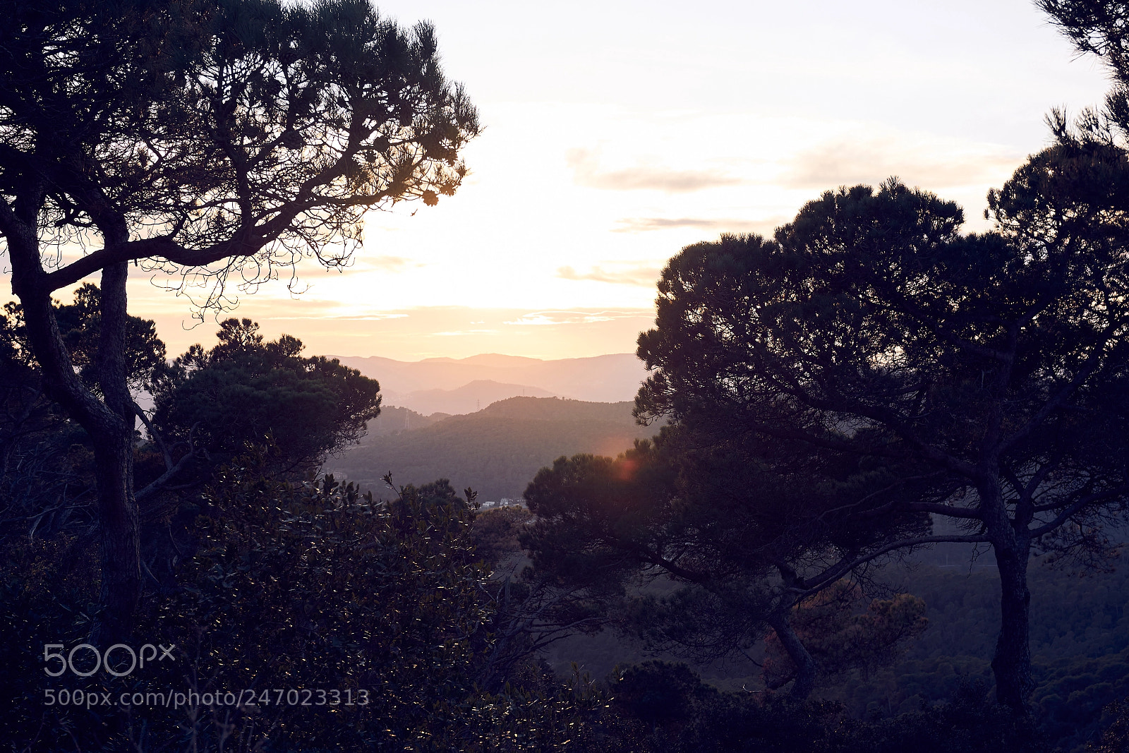 Sony a7R II sample photo. Sunset in the forest photography
