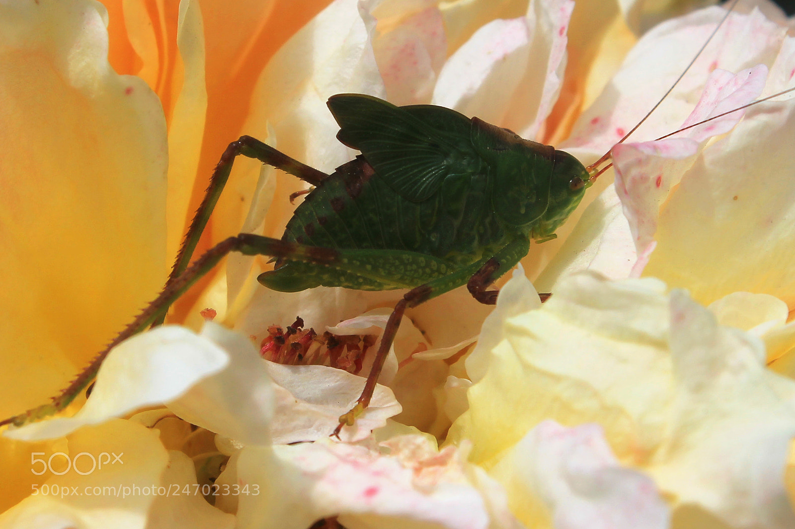 Canon EOS 1100D (EOS Rebel T3 / EOS Kiss X50) sample photo. Grass hopper photography