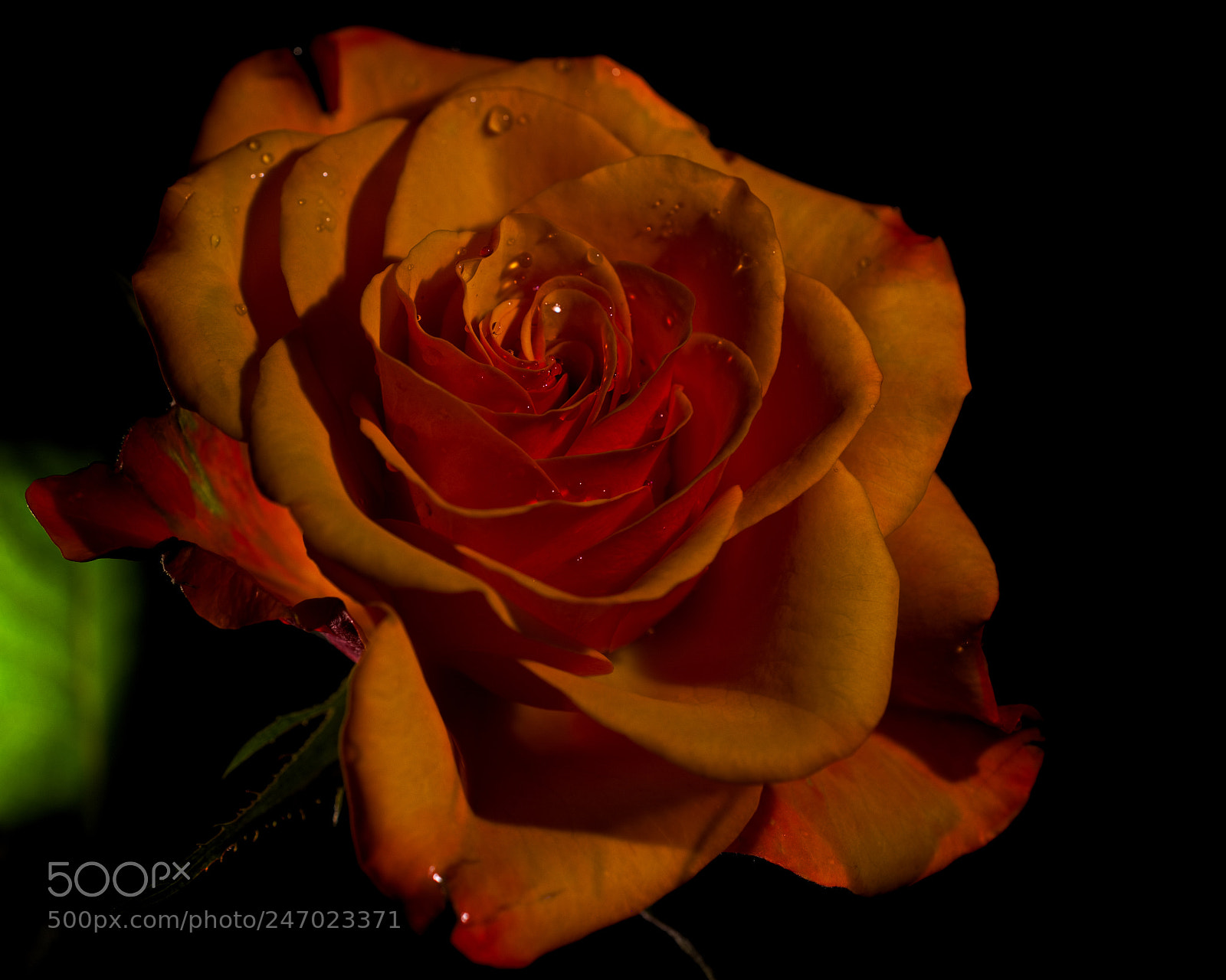 Nikon D7200 sample photo. Rose photography