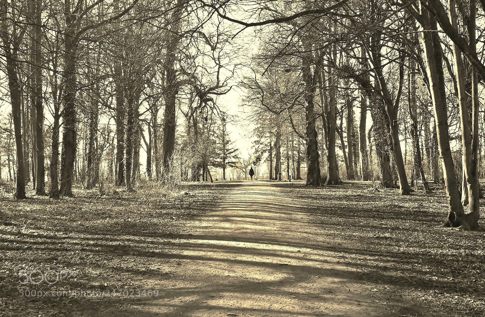 Sony Alpha DSLR-A380 sample photo. Walking under the light ... photography