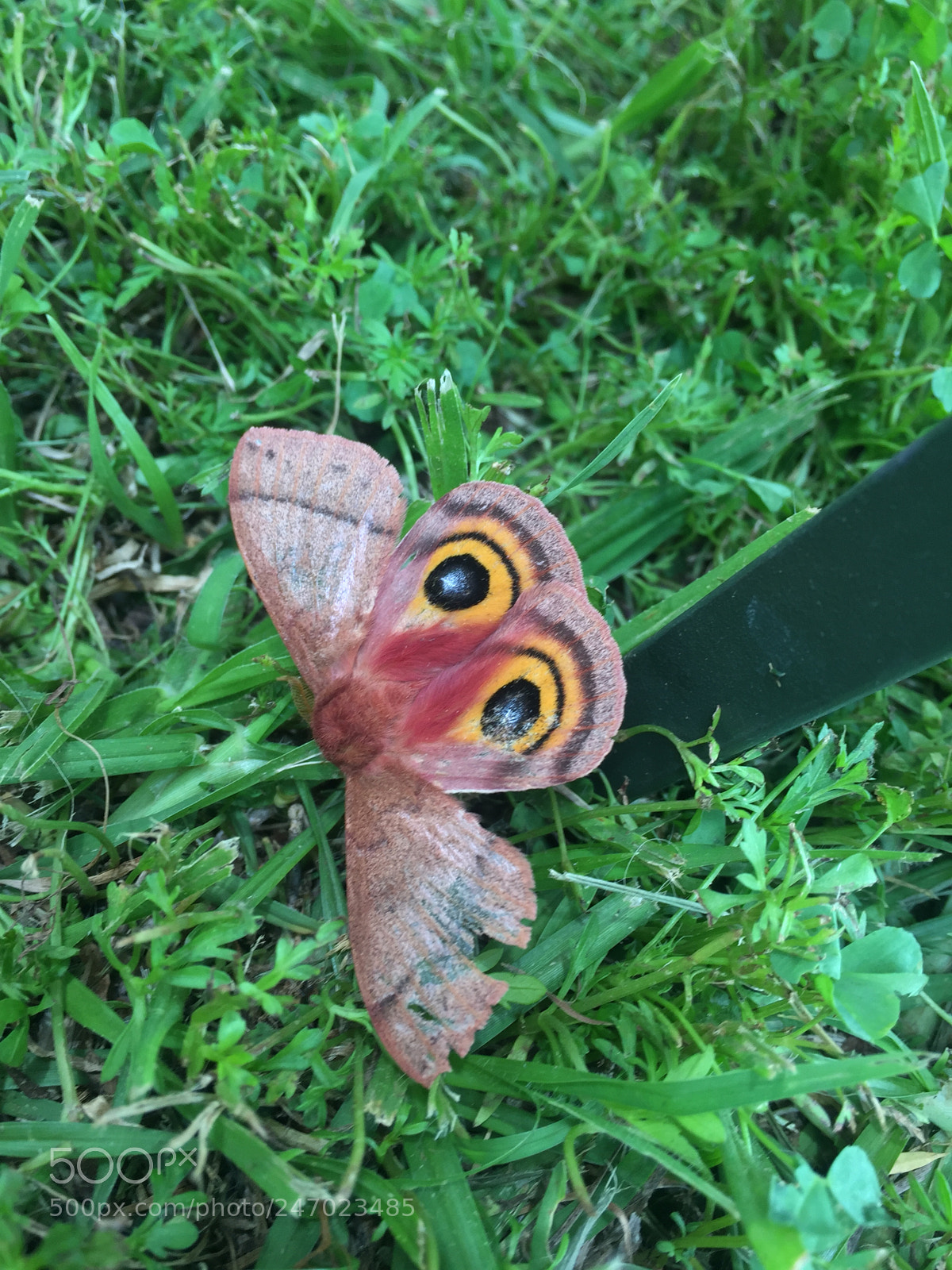 Apple iPhone 6 sample photo. Death butterfly. photography