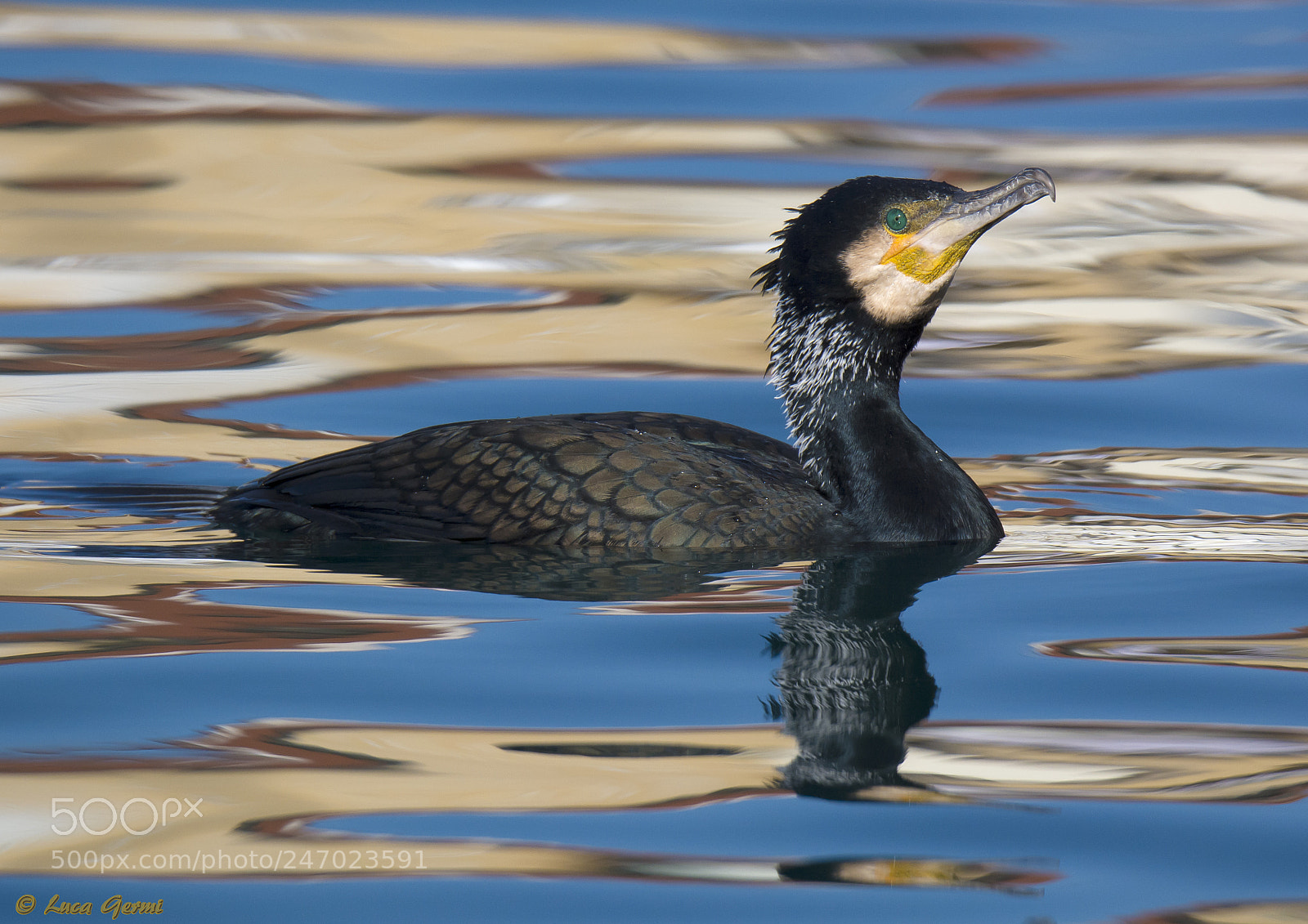 Nikon D7100 sample photo. Phalacrocorax carbo photography