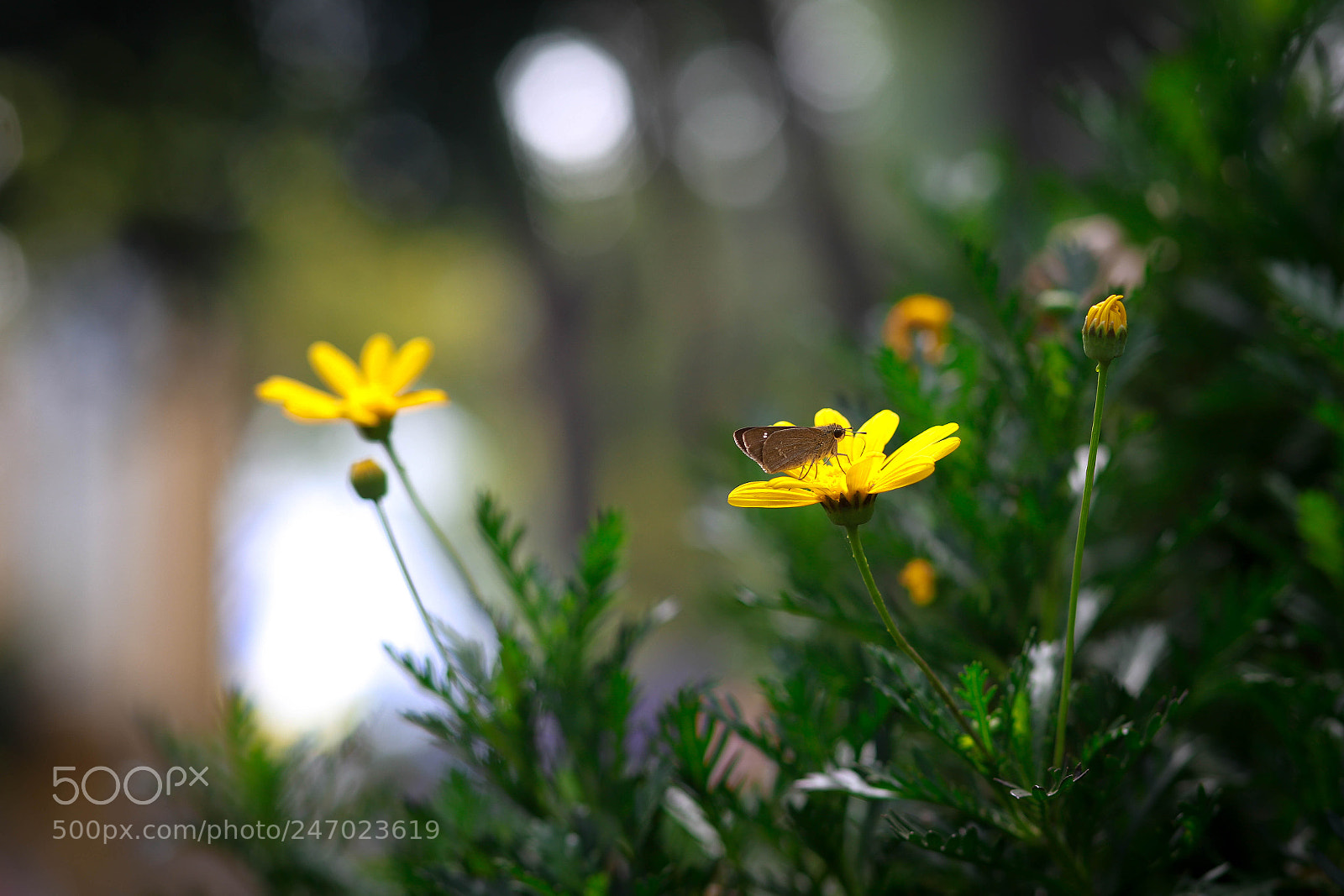 Canon EOS 6D Mark II sample photo. Flower photography