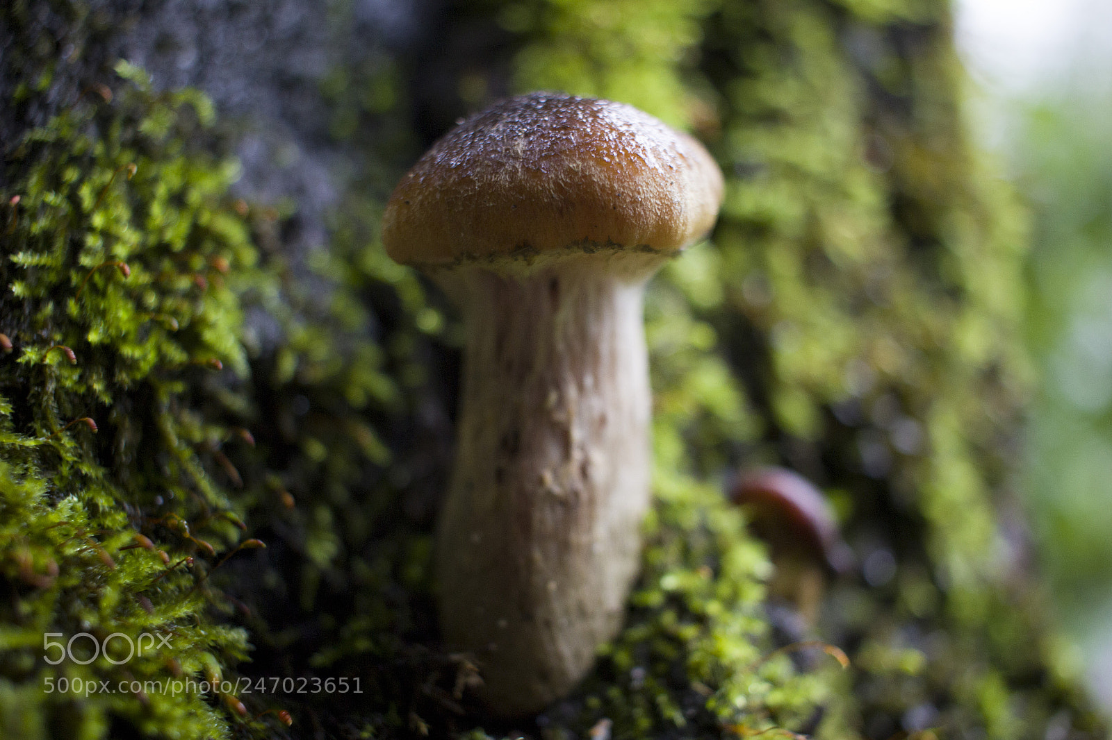 Canon EOS 600D (Rebel EOS T3i / EOS Kiss X5) sample photo. Mushroom photography