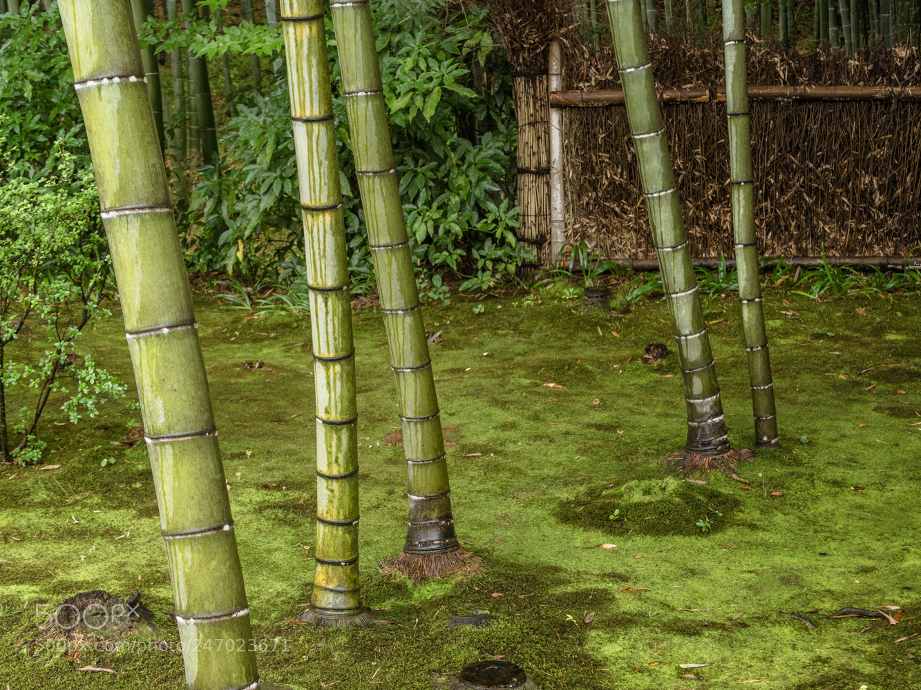 Olympus OM-D E-M5 II sample photo. Bamboo photography
