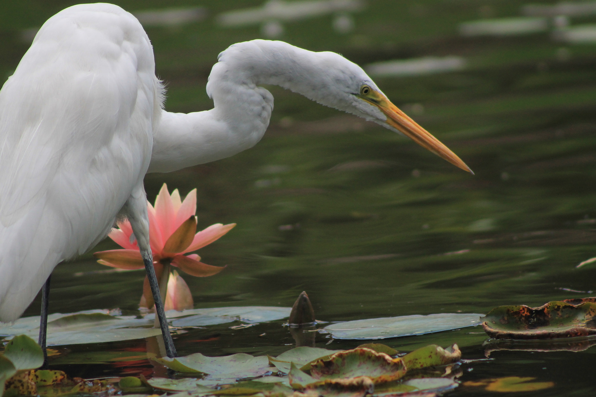 EF75-300mm f/4-5.6 sample photo. A crane photography