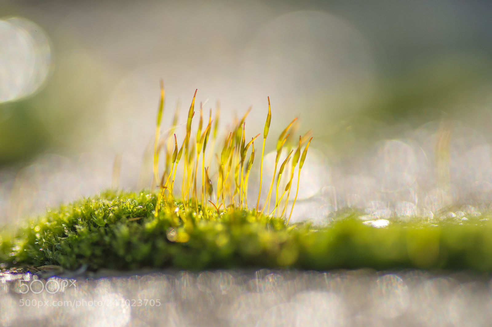Nikon D600 sample photo. Moss photography