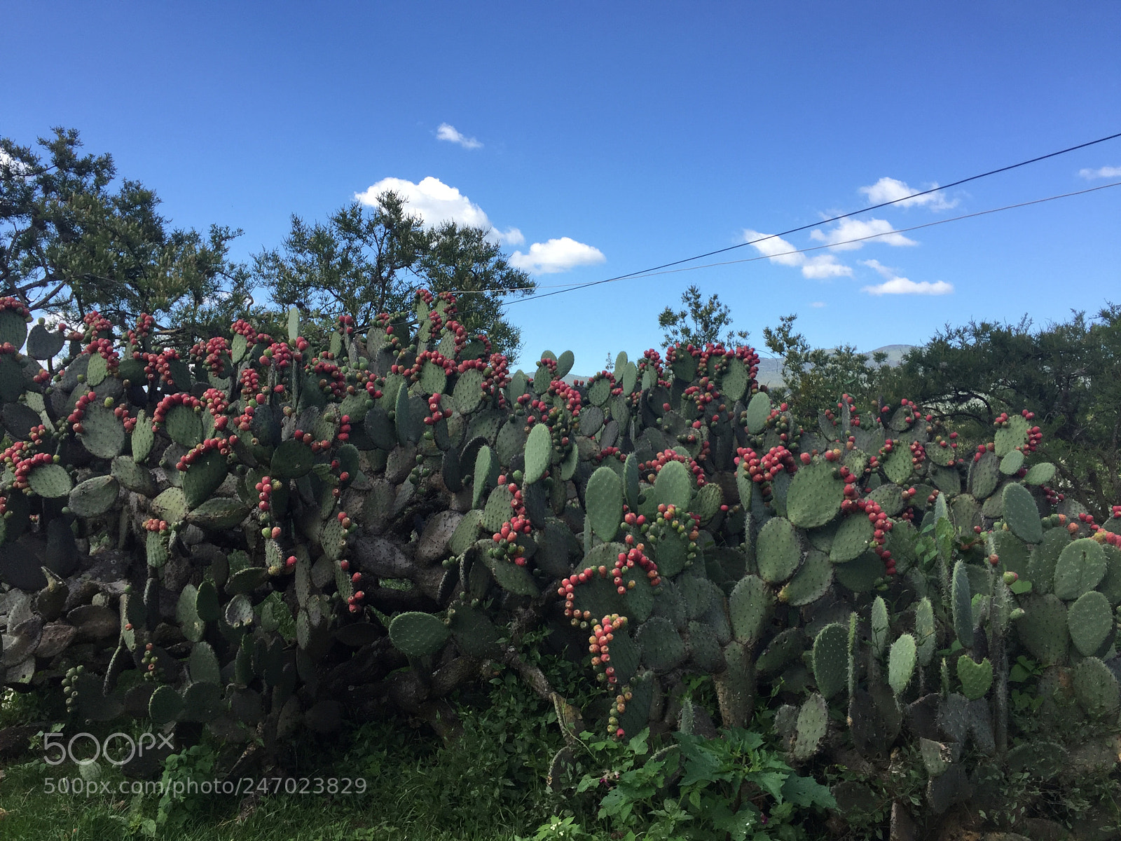 Apple iPhone 6 sample photo. Tunas... photography