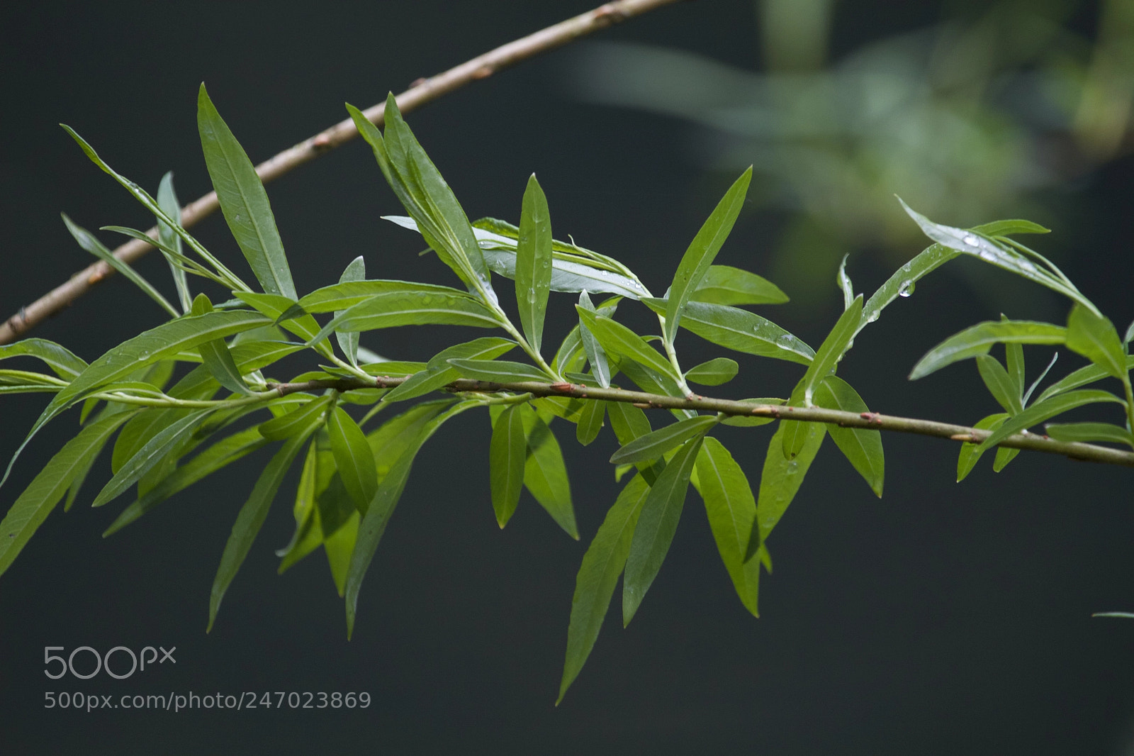 Canon EOS 7D sample photo. Tree branch photography