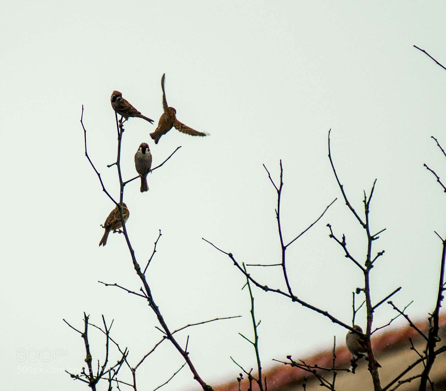 Nikon D610 sample photo. Bird photography
