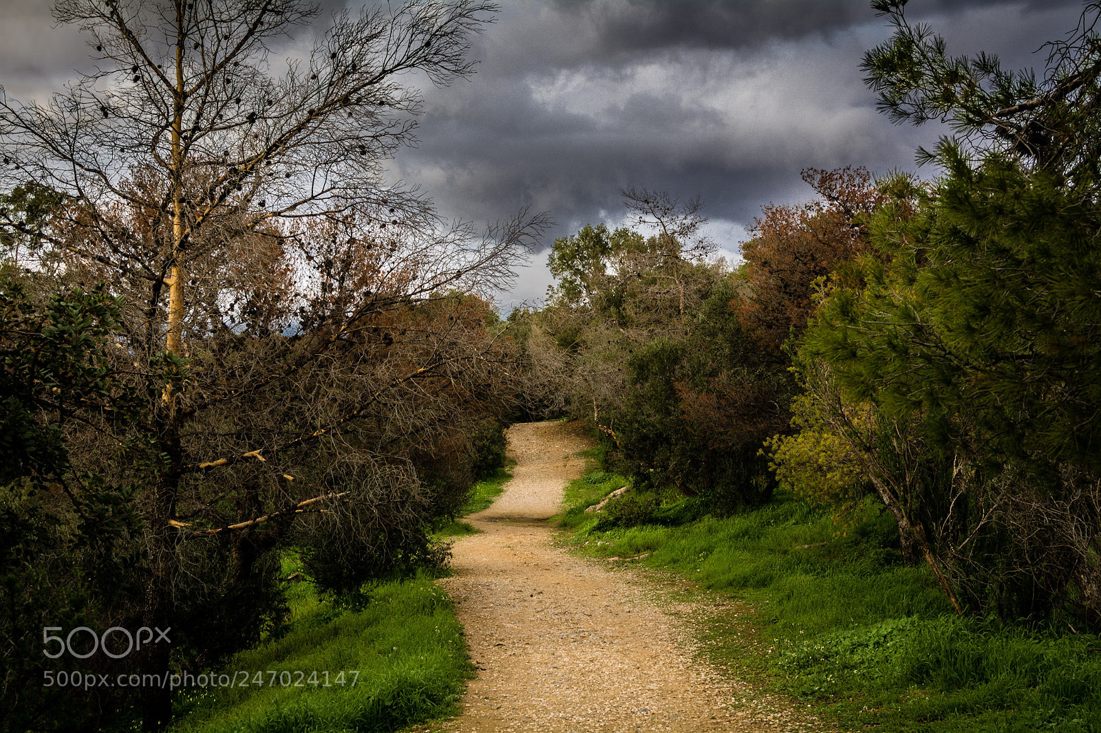Nikon D5200 sample photo. A clear path photography