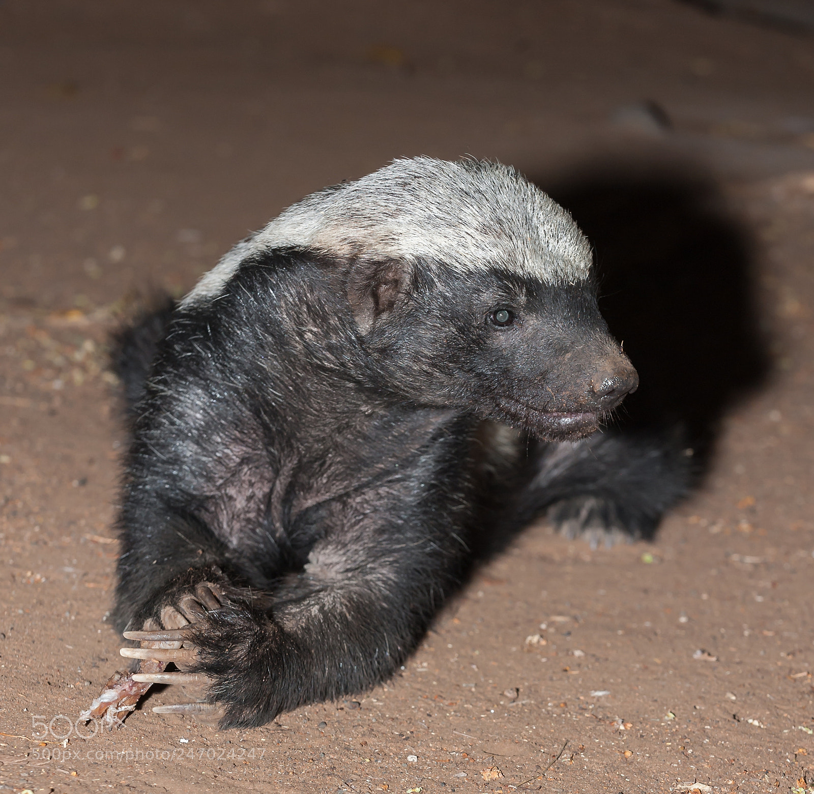 Nikon D700 sample photo. Honey badger photography
