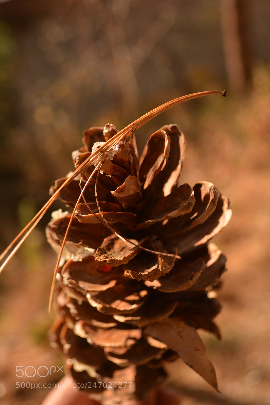 Nikon D5200 sample photo. Pine fruit photography