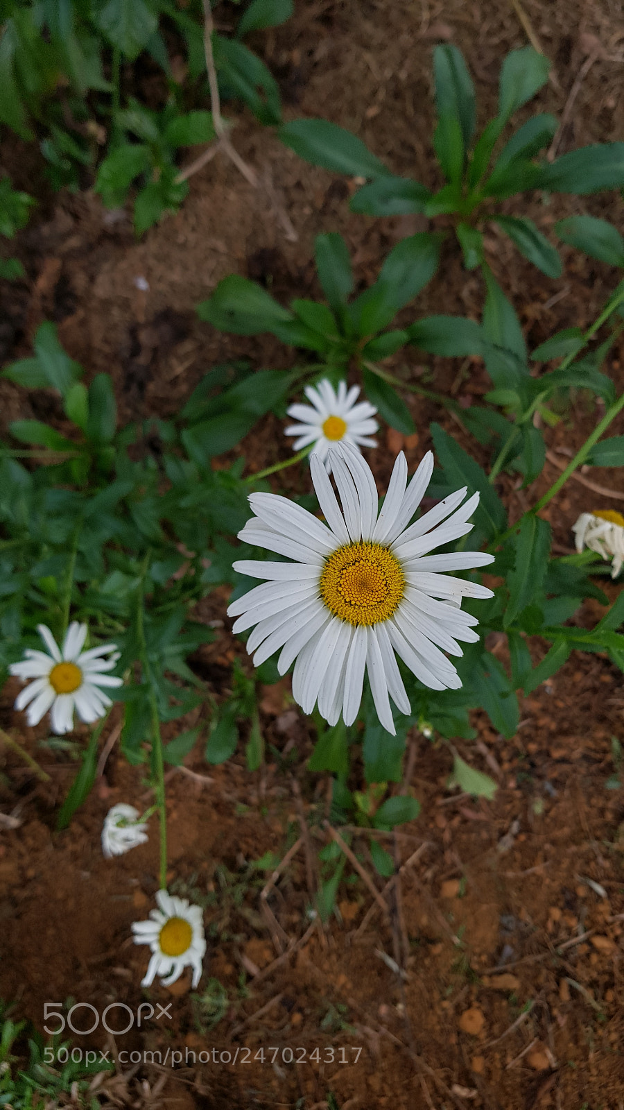 Samsung Galaxy S8+ sample photo. Untitled photography