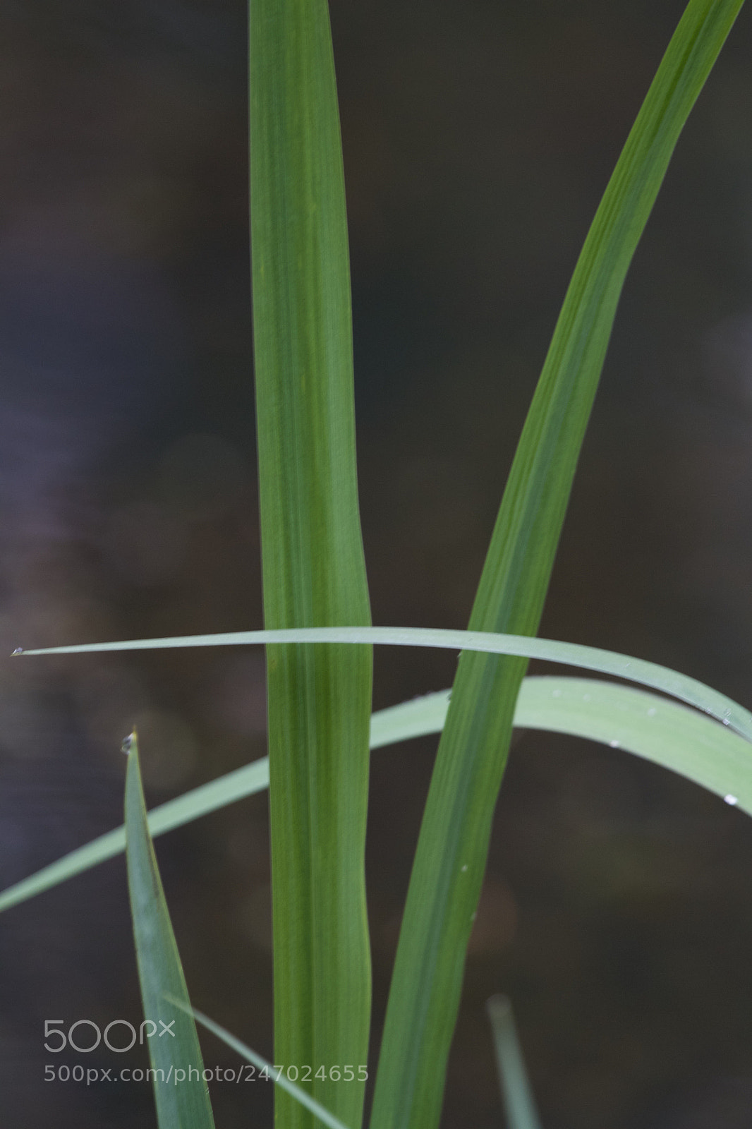 Canon EOS 7D sample photo. Grass reed photography