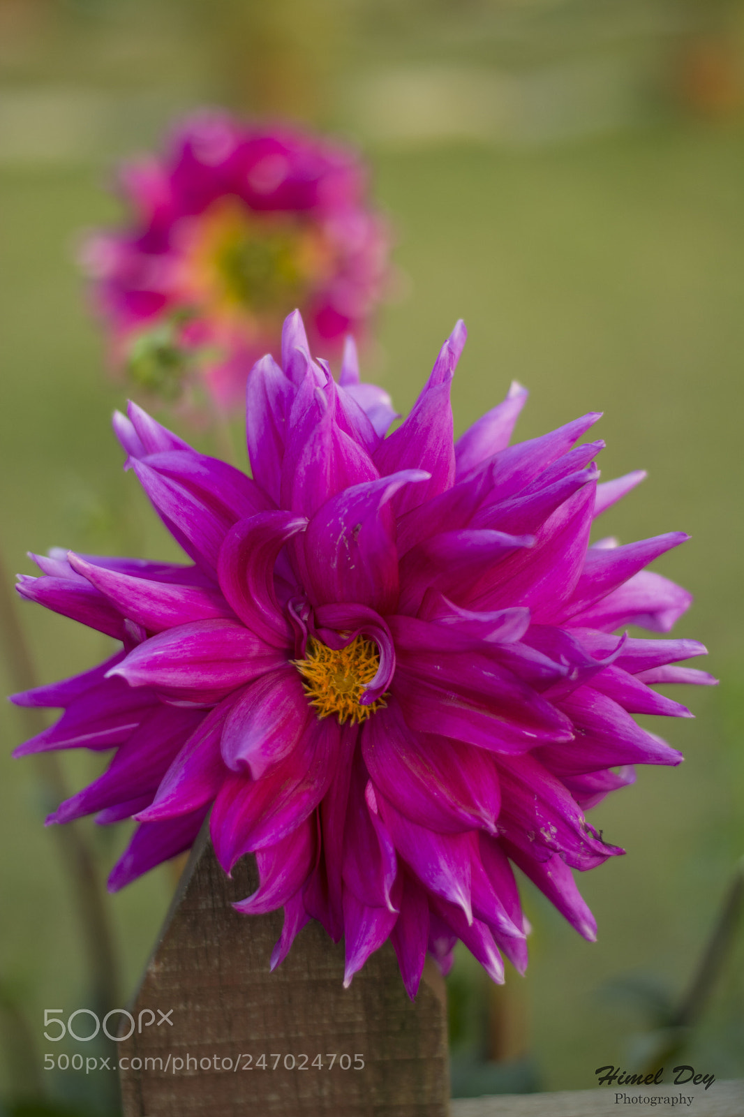 Nikon D5200 sample photo. Beautiful flower photography