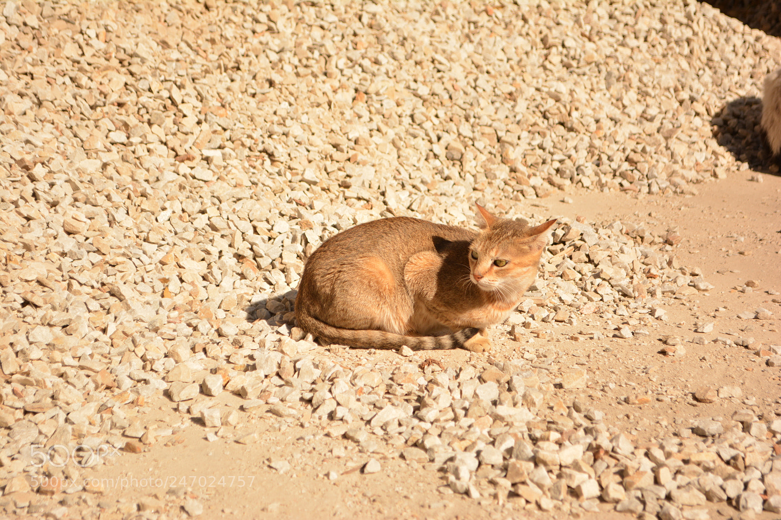 Nikon D5200 sample photo. Lion's aunt photography