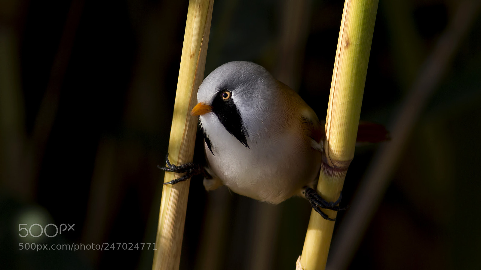 Canon EOS 7D sample photo. Bearded reedling  photography