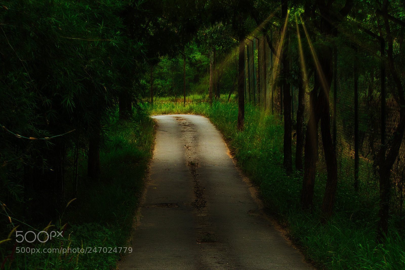 Canon EF-S 55-250mm F4-5.6 IS II sample photo. Green woods sunshine photography