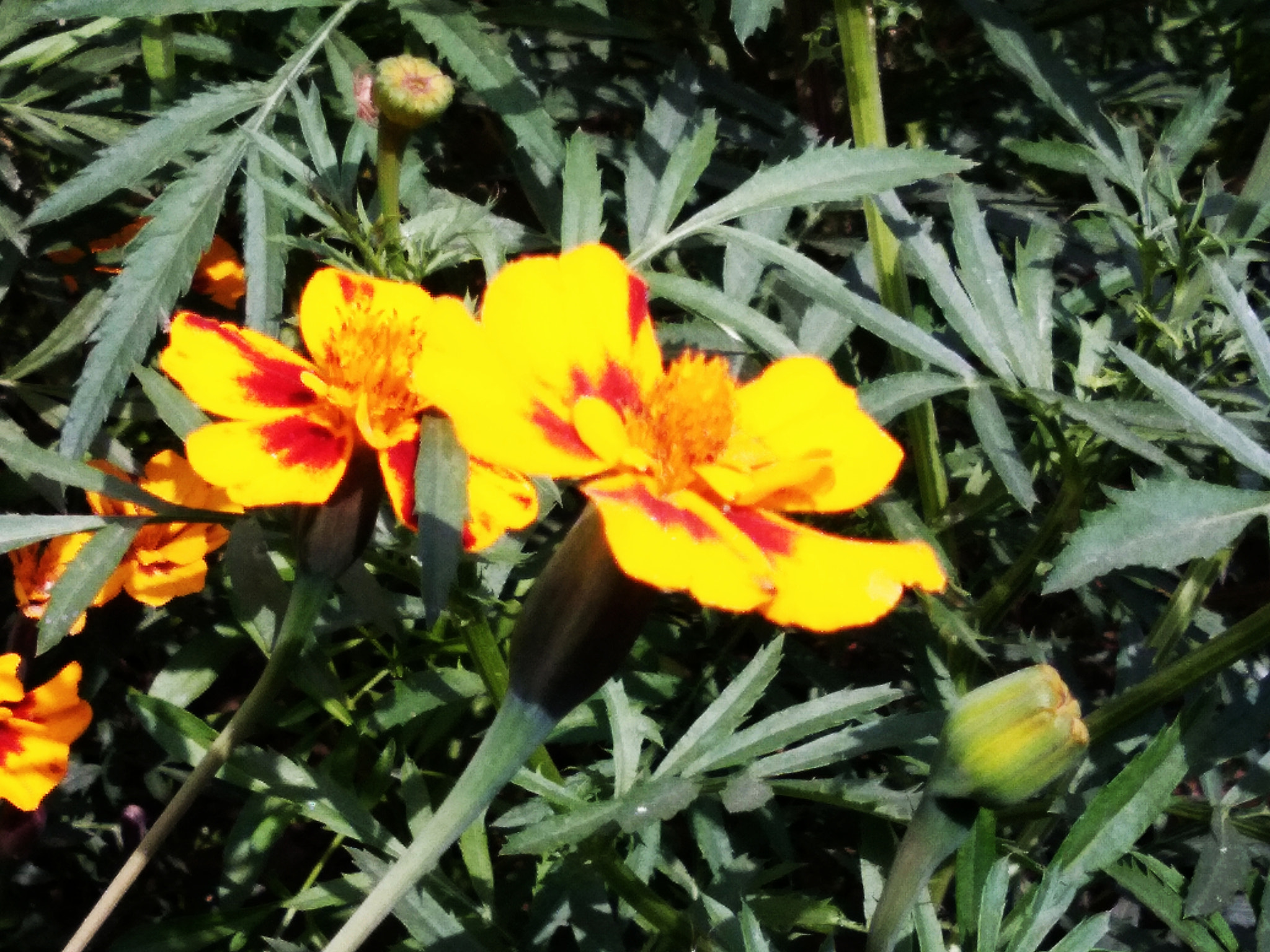 vivo Y55s sample photo. #blooming flower photography