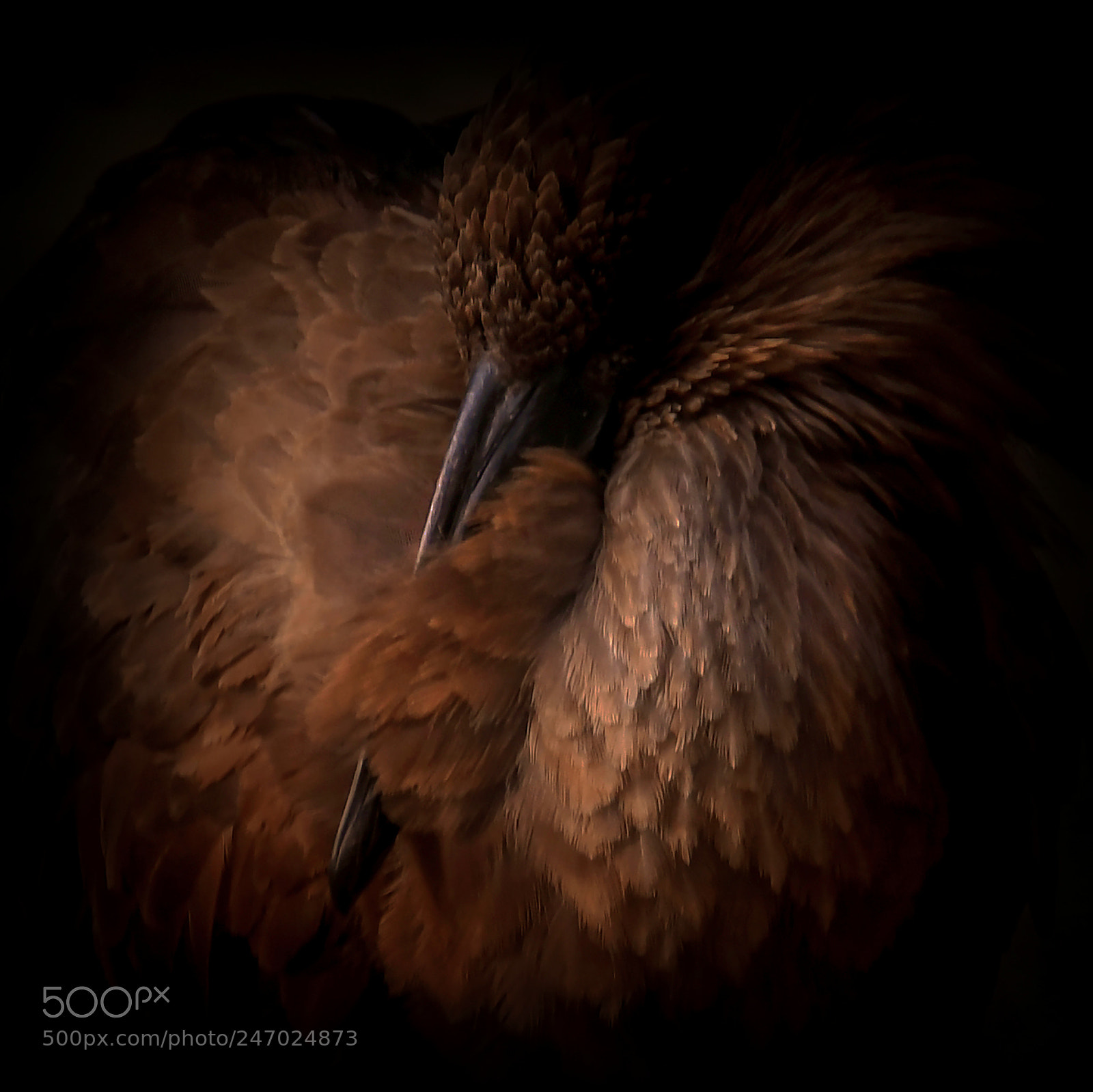 Nikon D500 sample photo. Sleeping hammerkop photography