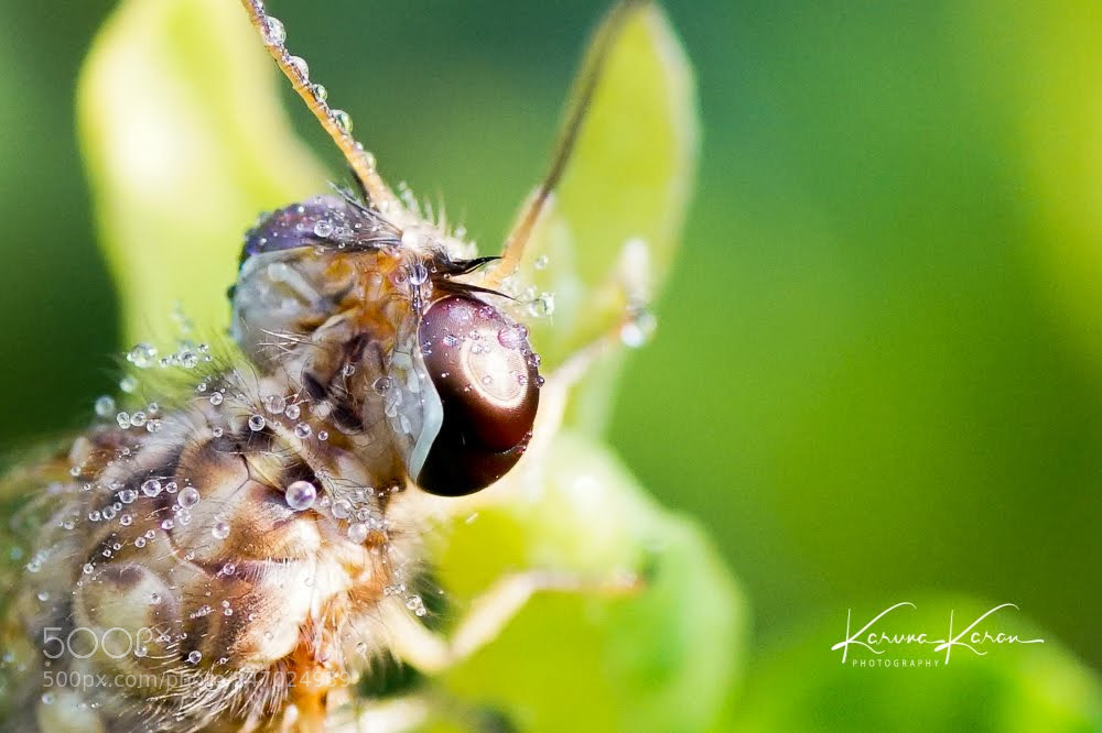 Sony a99 II sample photo. Droplets !!! photography