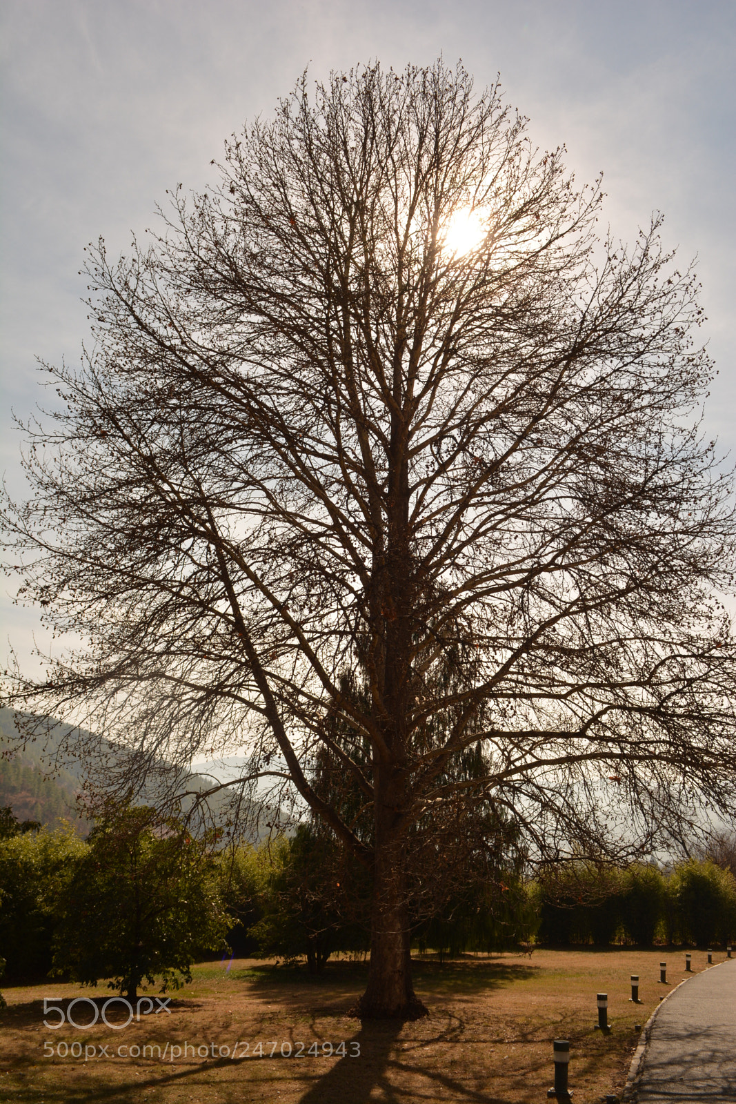 Nikon D5200 sample photo. Hide 'n' seek photography