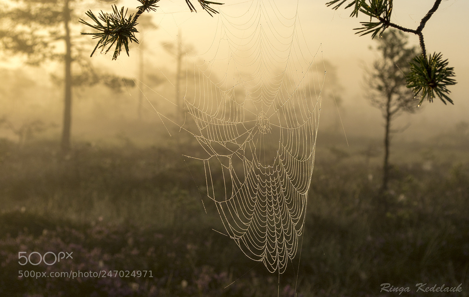 Nikon D3100 sample photo. The spider network      (2) photography