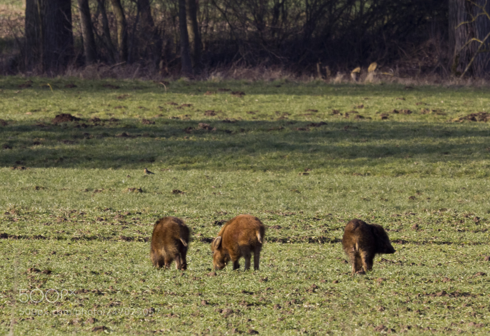 Canon EOS 60D sample photo. Foraging photography