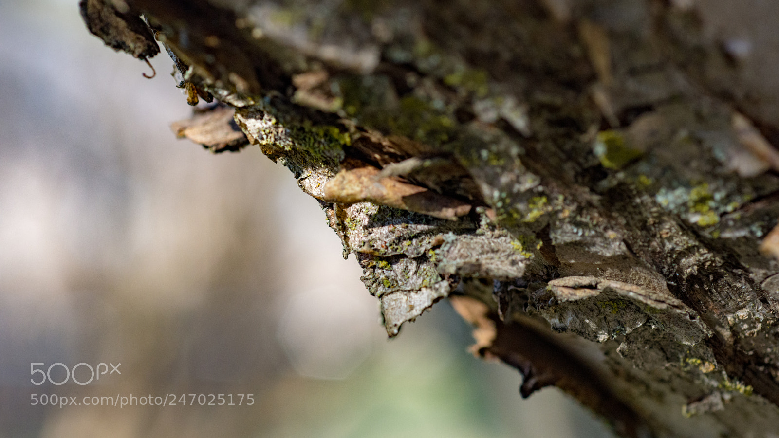 Nikon D7200 sample photo. Peeling bark photography