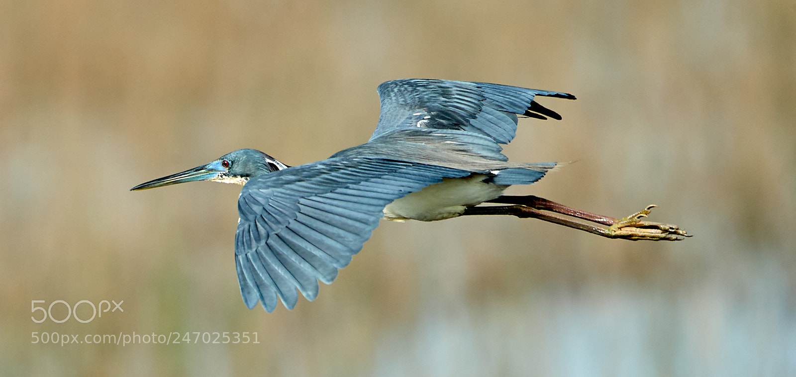 Canon EOS-1D X Mark II sample photo. 02-22-18-0004818.jpg photography