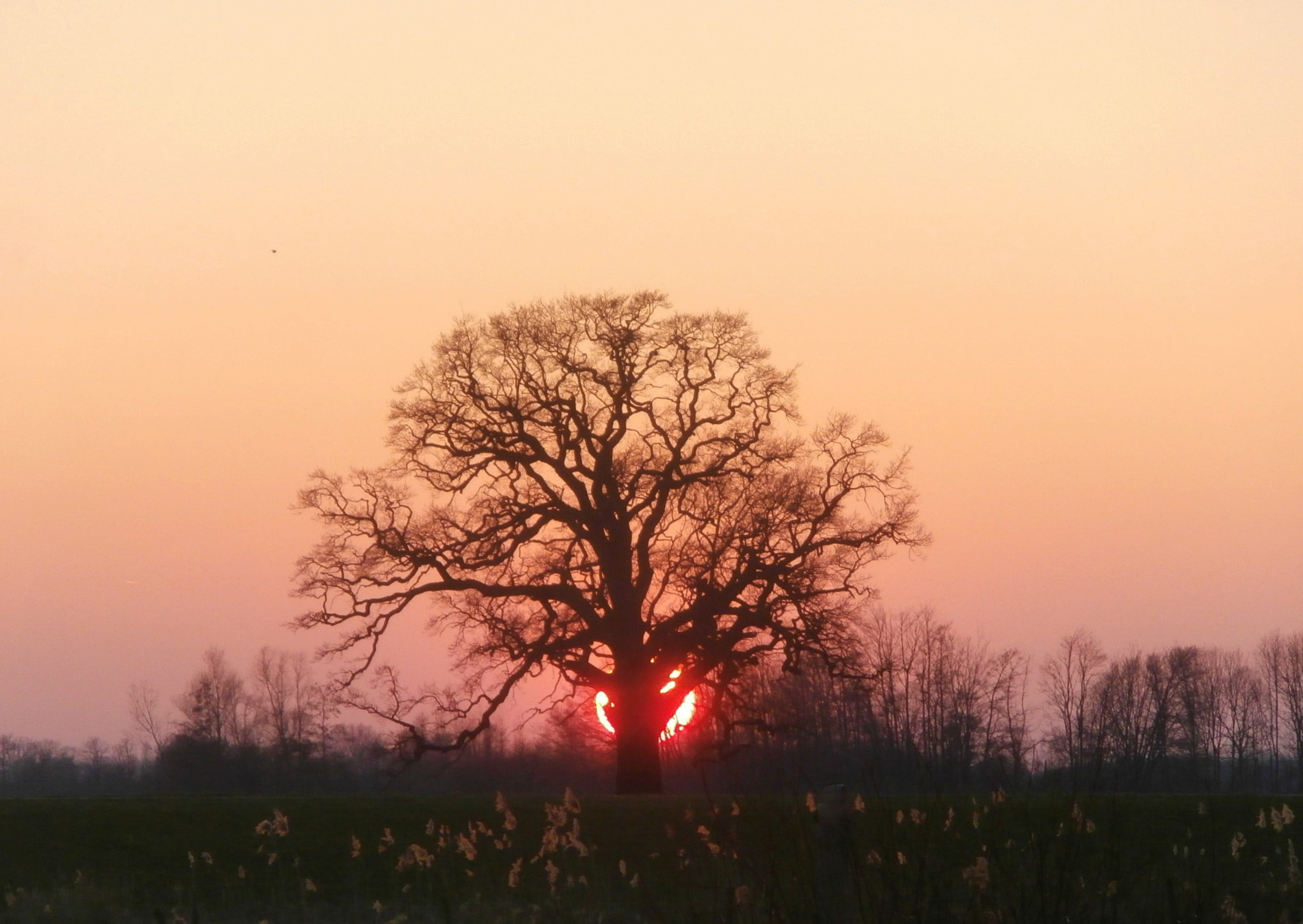 Olympus VR340,D750 sample photo. The old oaktree. photography