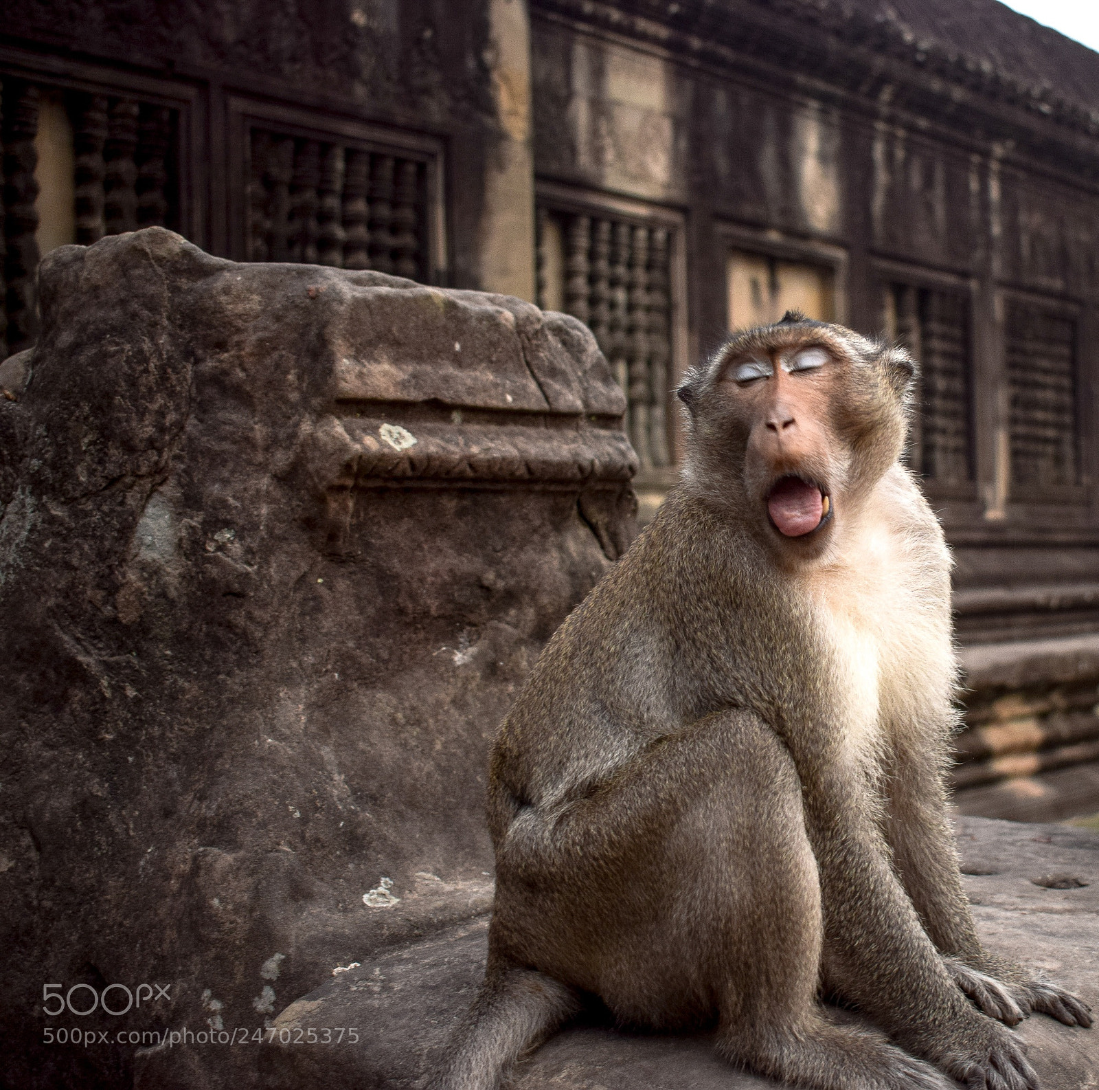 Nikon D3300 sample photo. Monkey bussiness in angkor photography