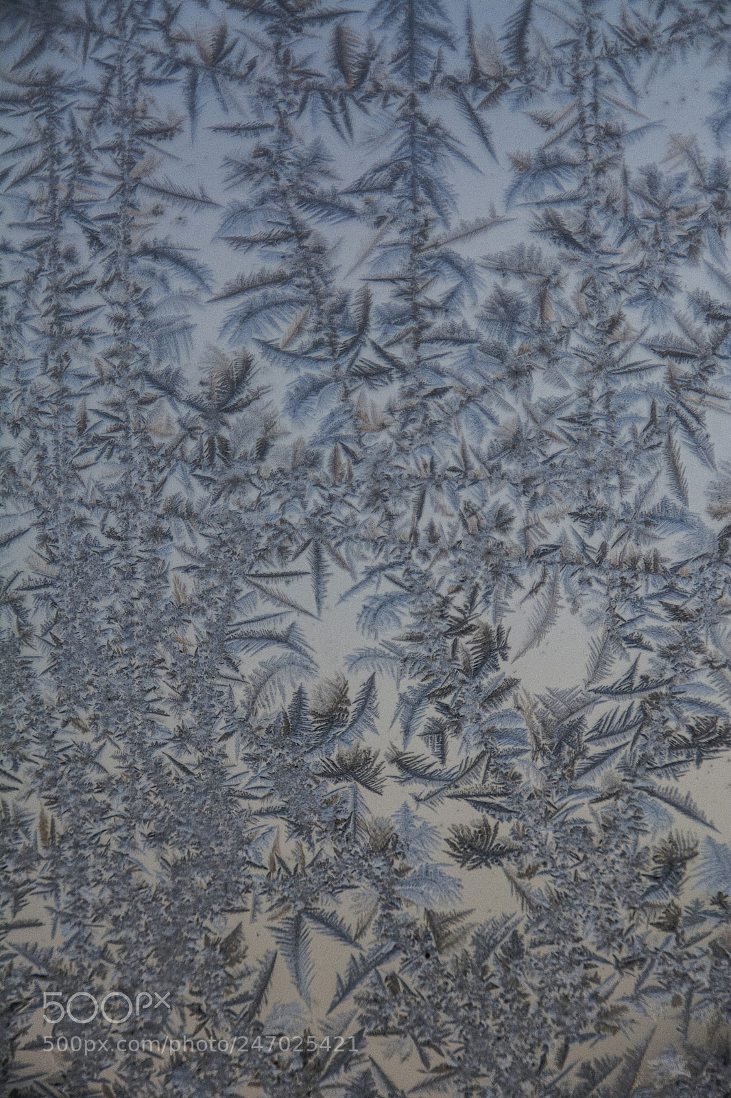 Nikon D7100 sample photo. Frozen 21.2.2018 photography