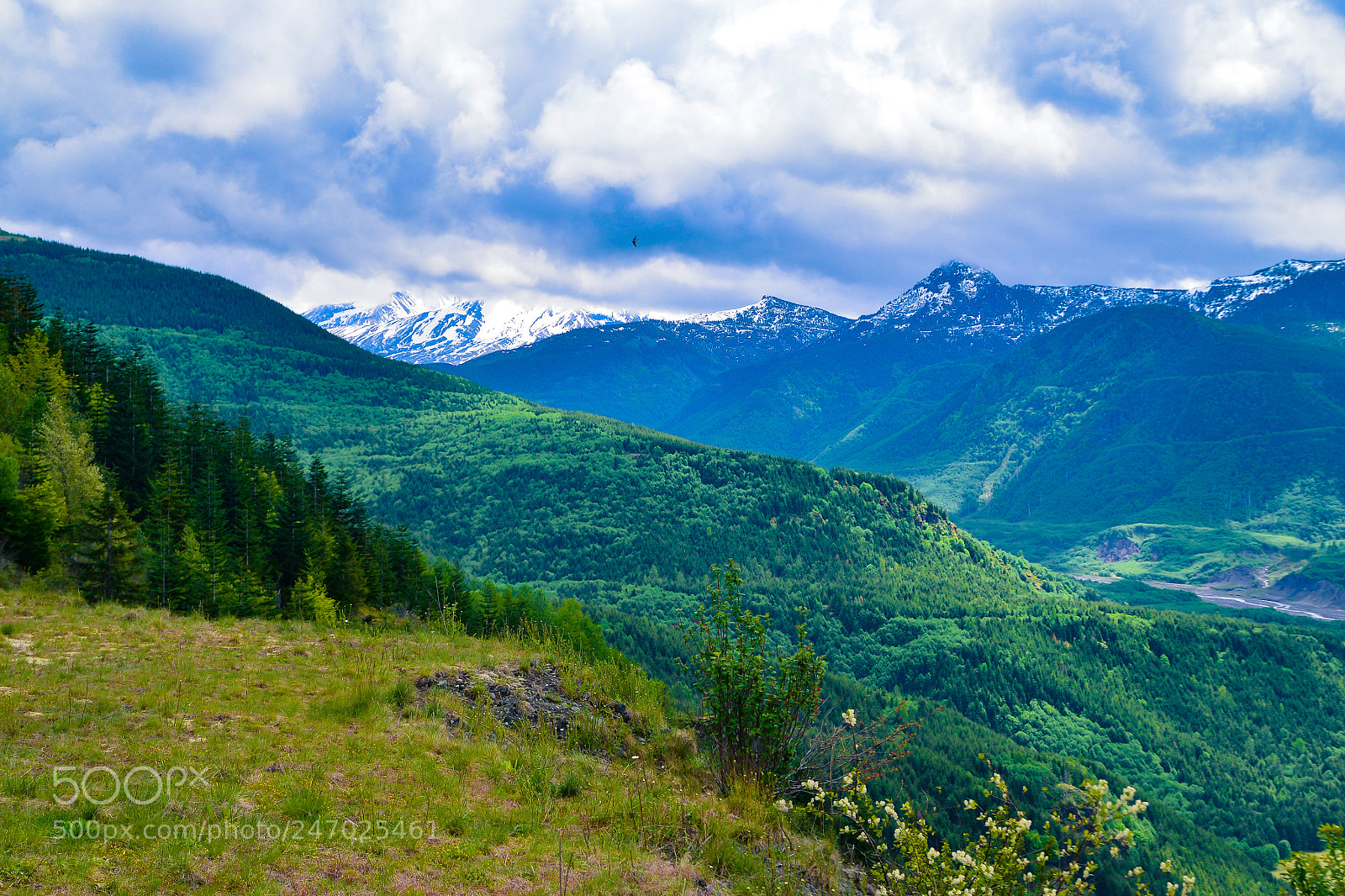 Nikon D600 sample photo. Lush green mt st photography