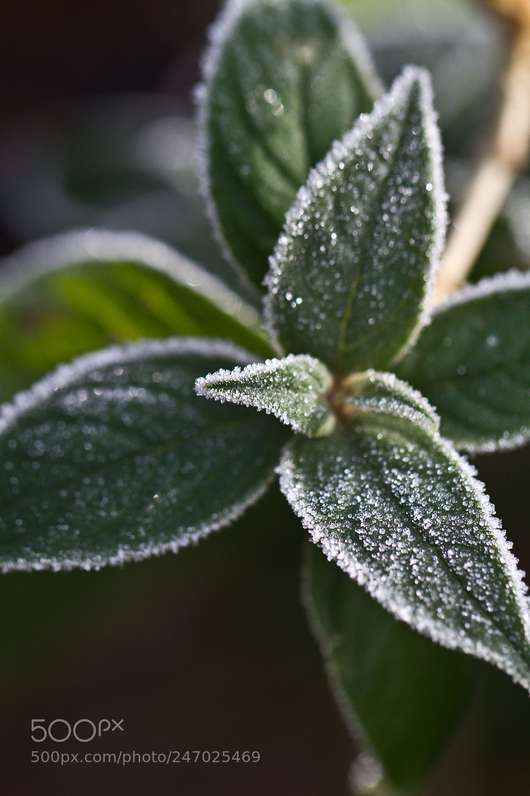 Canon EOS 7D sample photo. Frosty leaves photography