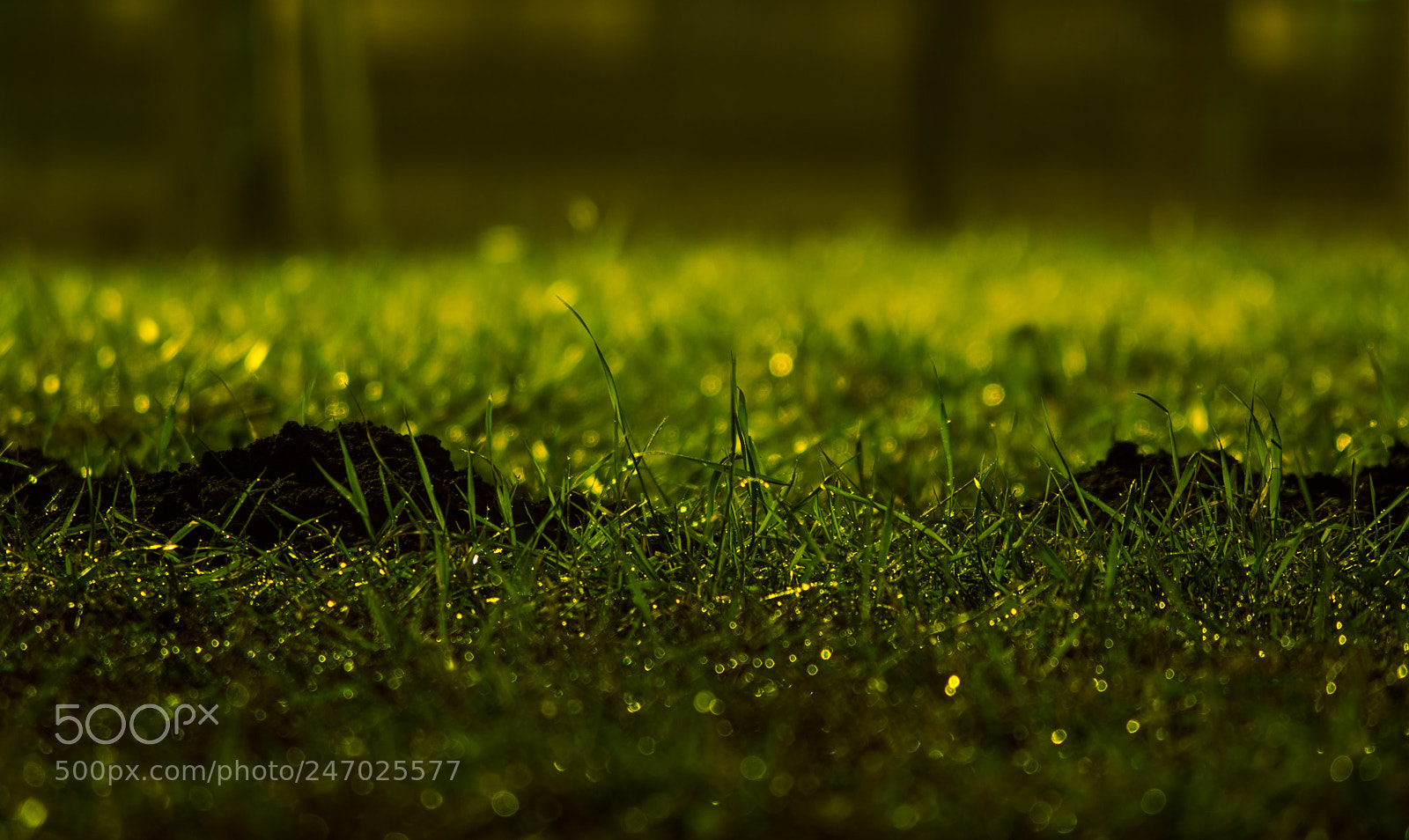 Nikon D3400 sample photo. Wet grass photography