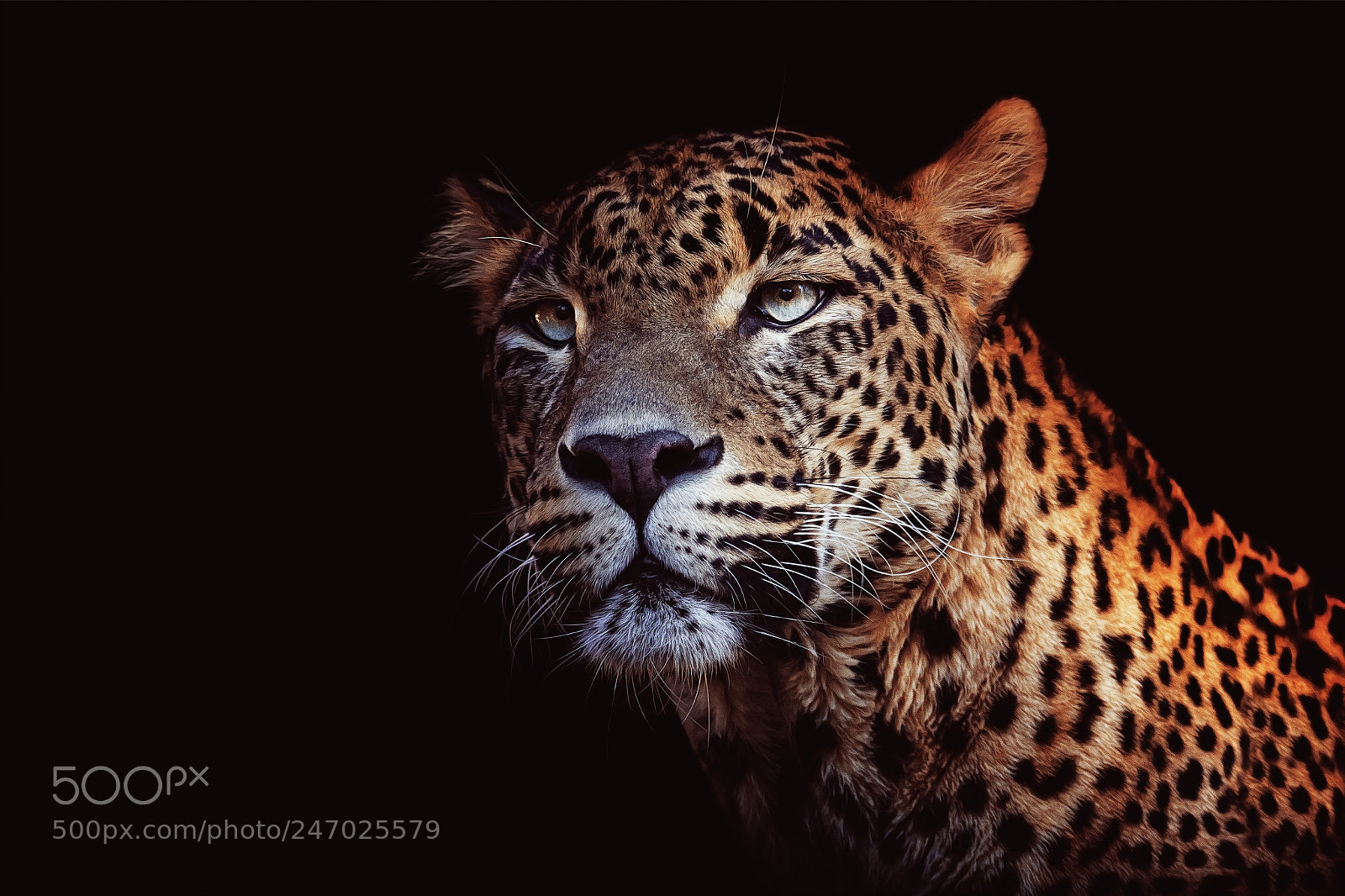 Nikon D7100 sample photo. Ceylon leopard photography