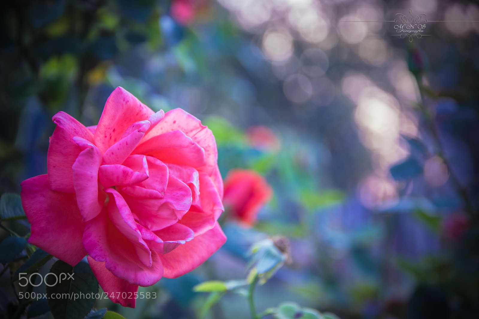 Nikon D7100 sample photo. Rose photography