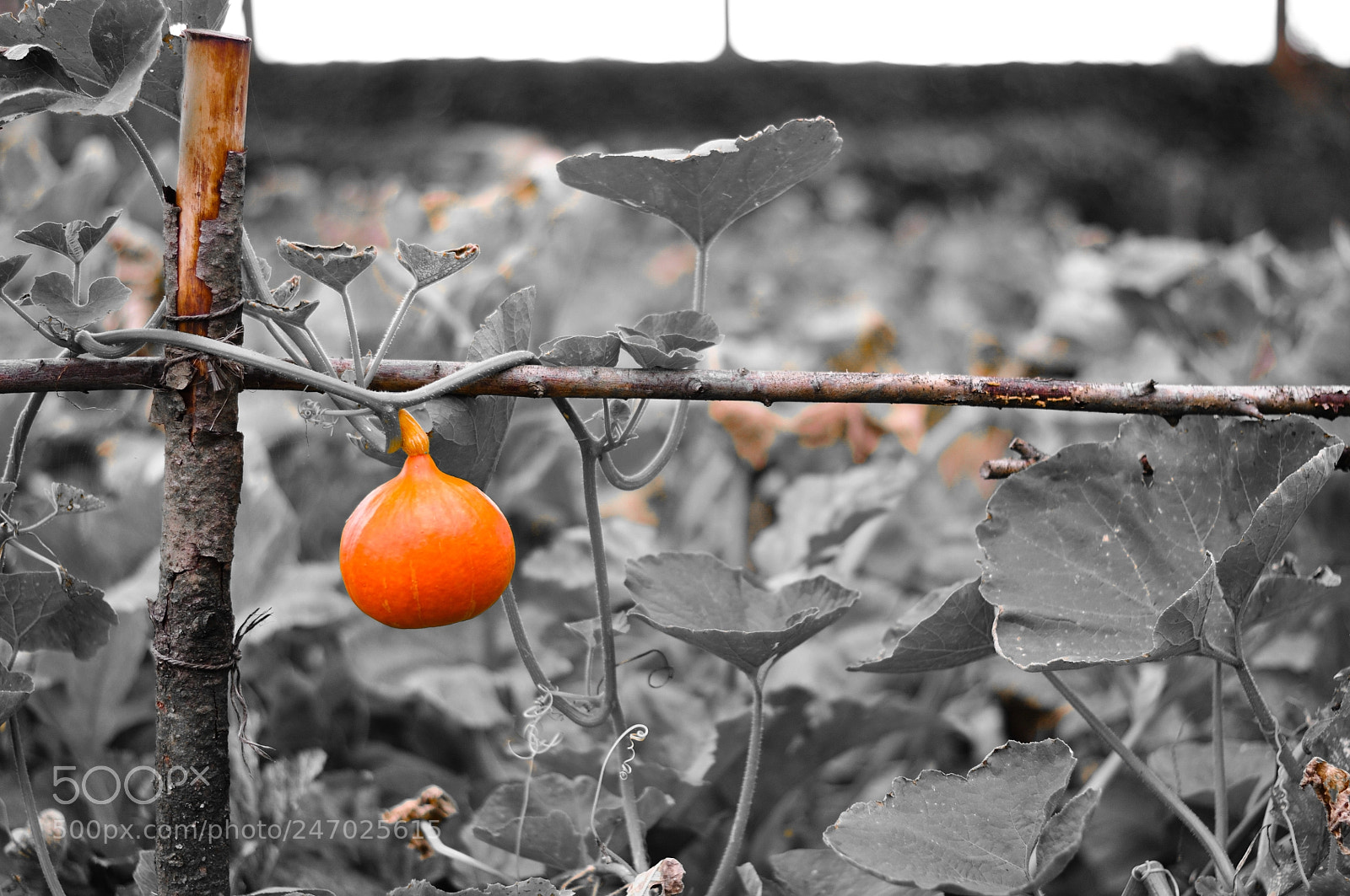 Nikon D90 sample photo. Pumpkin photography