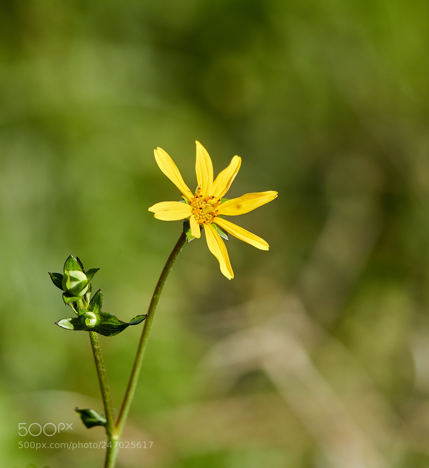 Canon EOS-1D X Mark II sample photo. 02-22-18-0004745.jpg photography