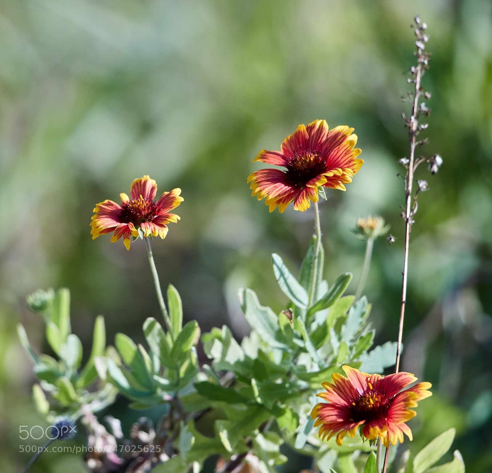 Canon EOS-1D X Mark II sample photo. 02-22-18-0004746.jpg photography