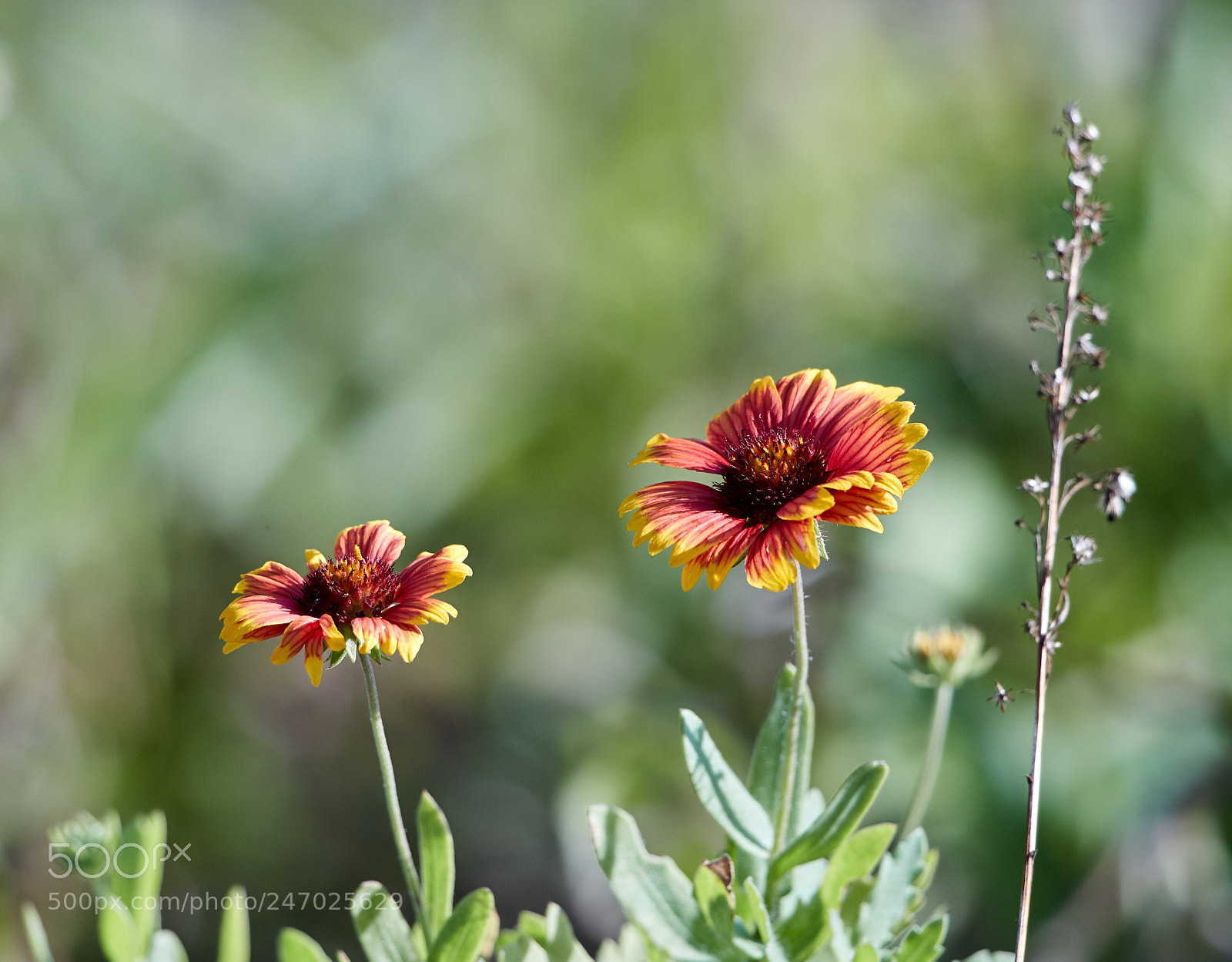 Canon EOS-1D X Mark II sample photo. 02-22-18-0004748.jpg photography